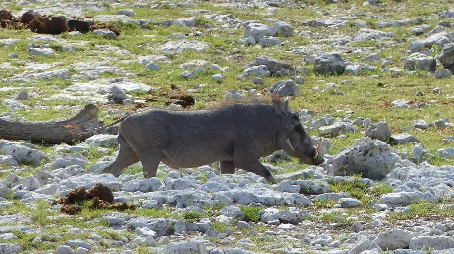 hbbe1161.jpg