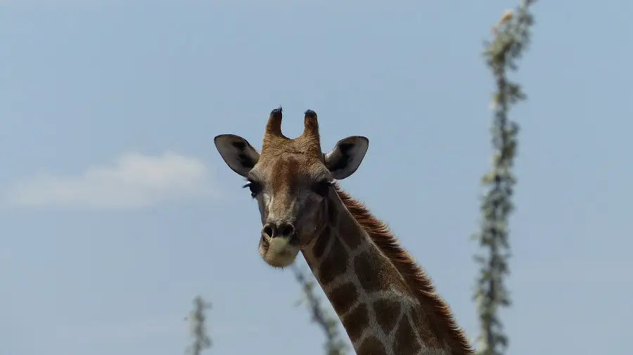 hc137c95.jpg