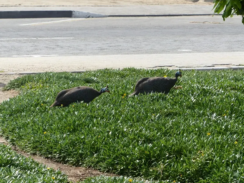 he920e29.jpg