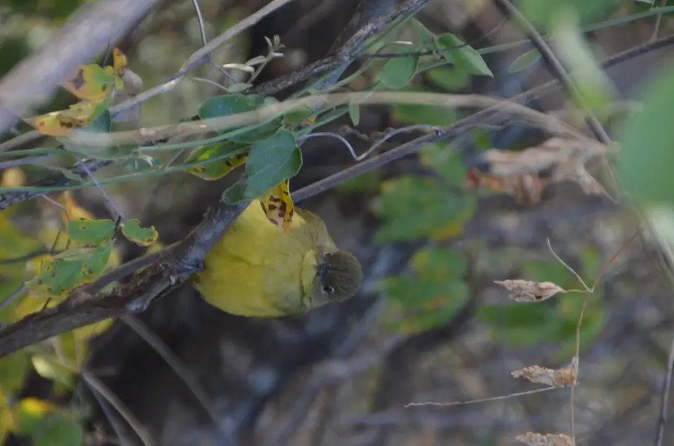 65.JPG