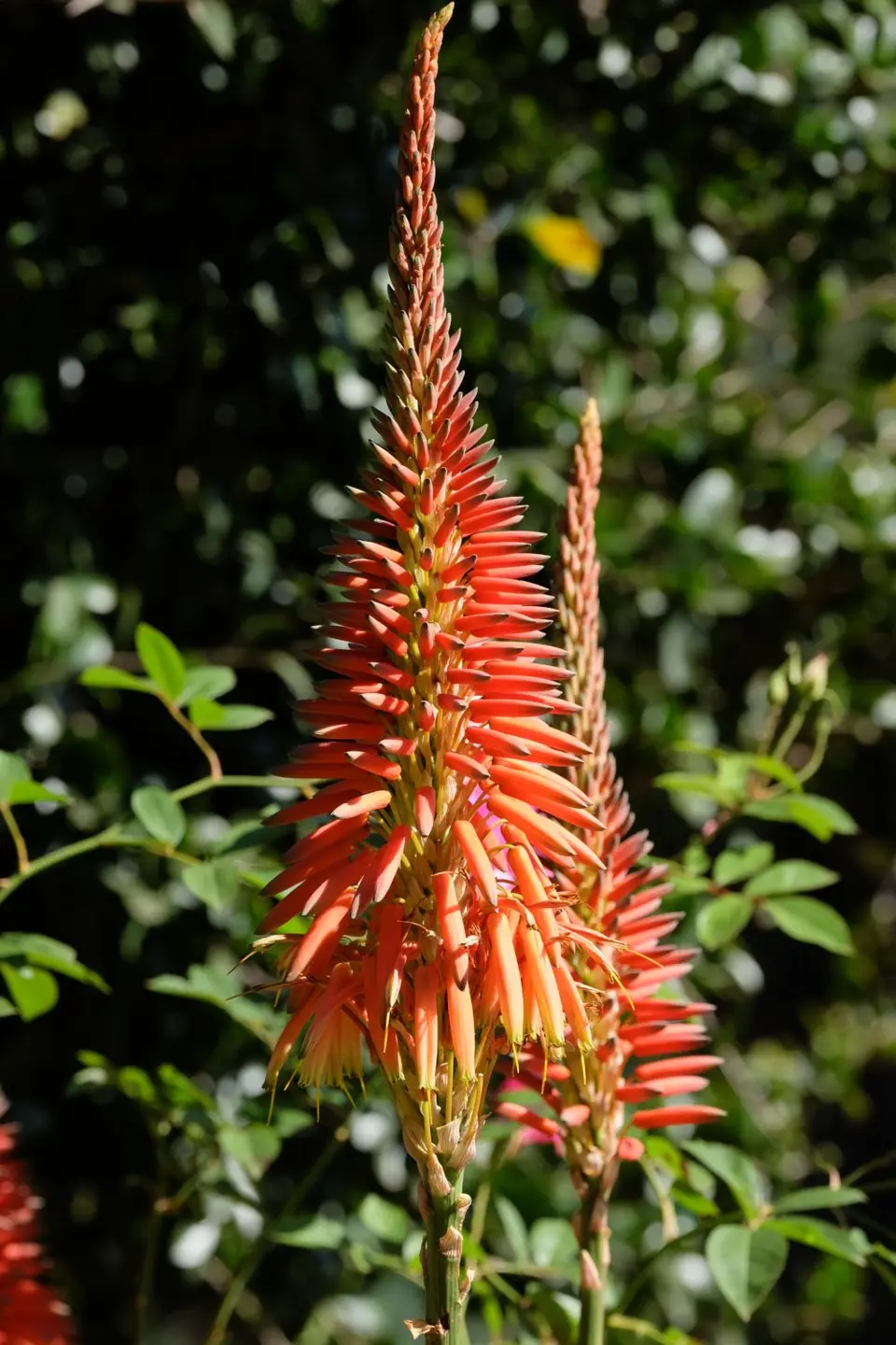 DSCF3444.JPG
