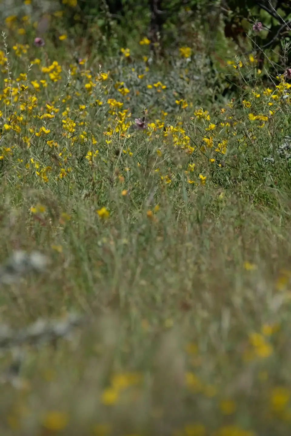 DSCF5113.JPG
