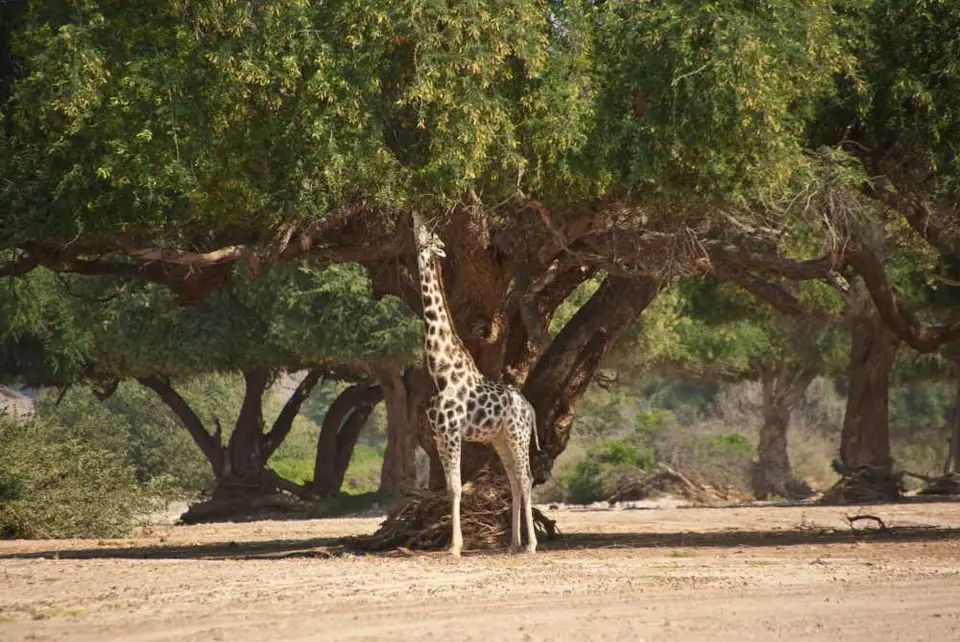 222Namibia2011_07_22.jpg