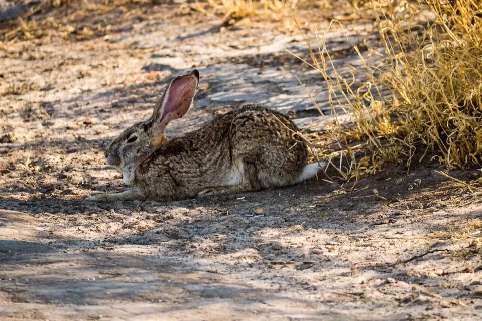 413heuchef.jpg