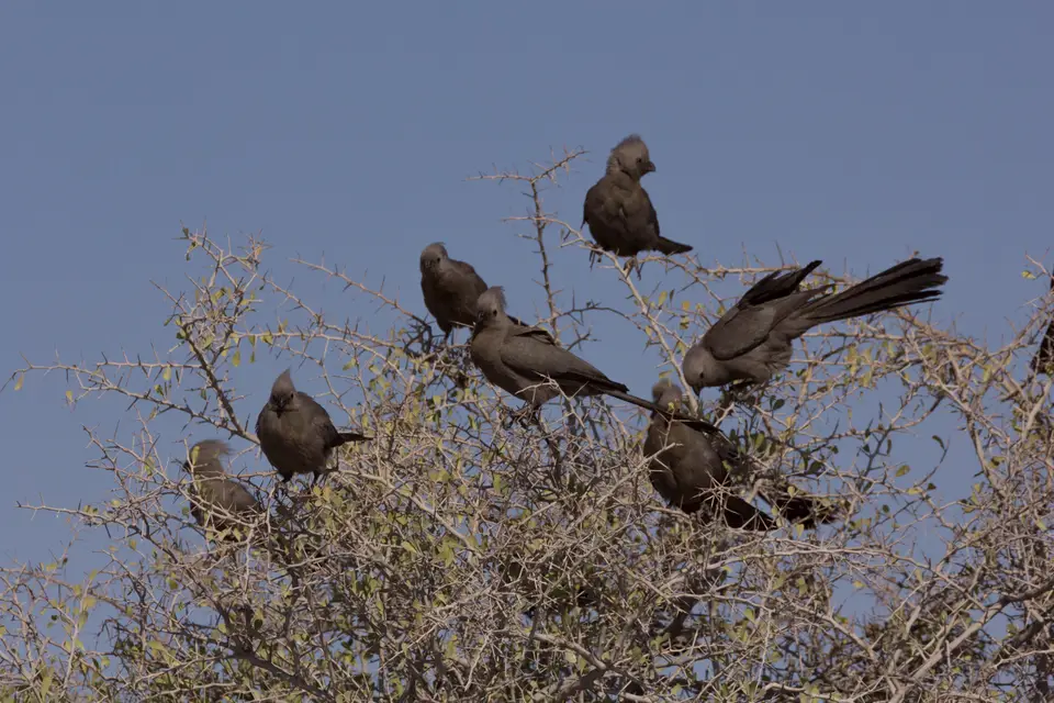 2016-Namibia-0214-2.jpg