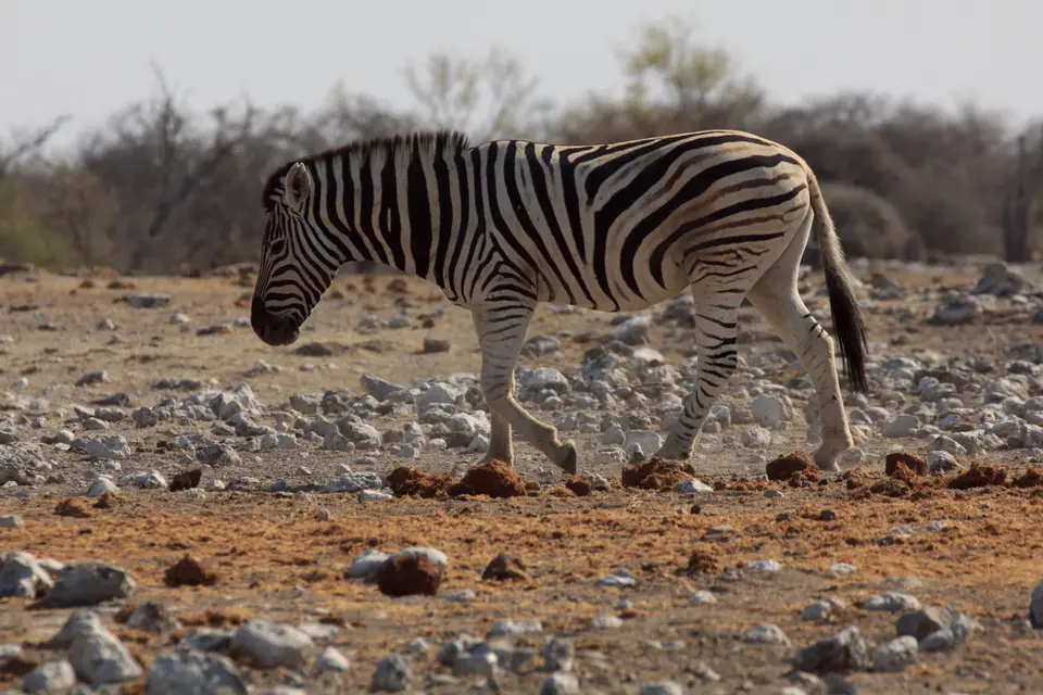 2016-Namibia-0221-2.jpg
