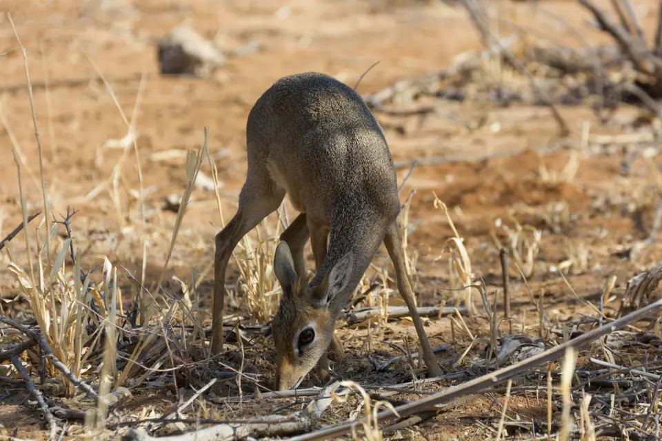 2016-Namibia-0257-2.jpg