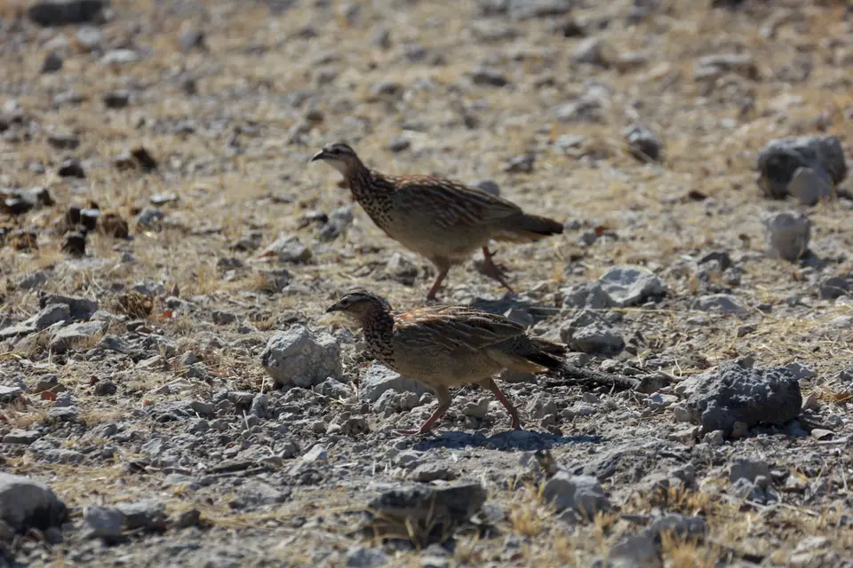 2016-Namibia-0269-2.jpg