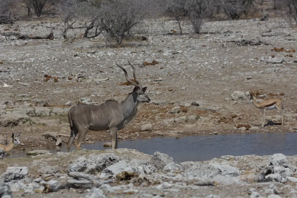 2016-Namibia-0288-2.jpg