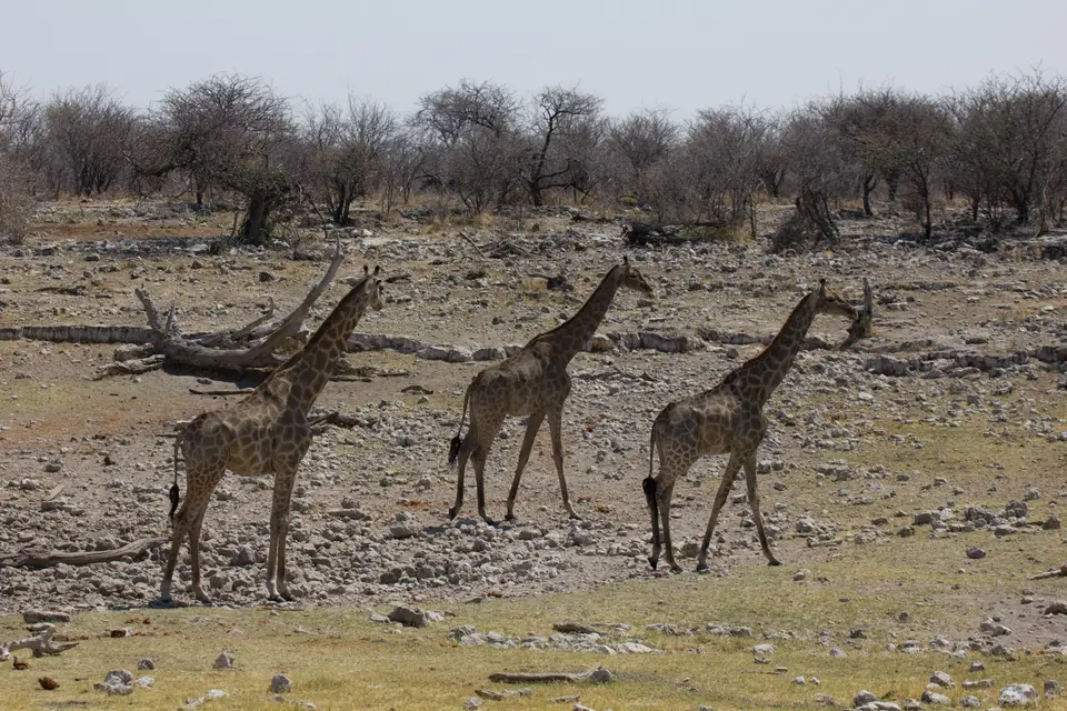 2016-Namibia-0304-2.jpg