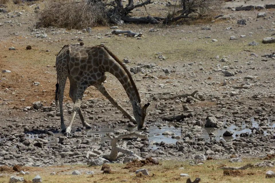 2016-Namibia-0305-2.jpg