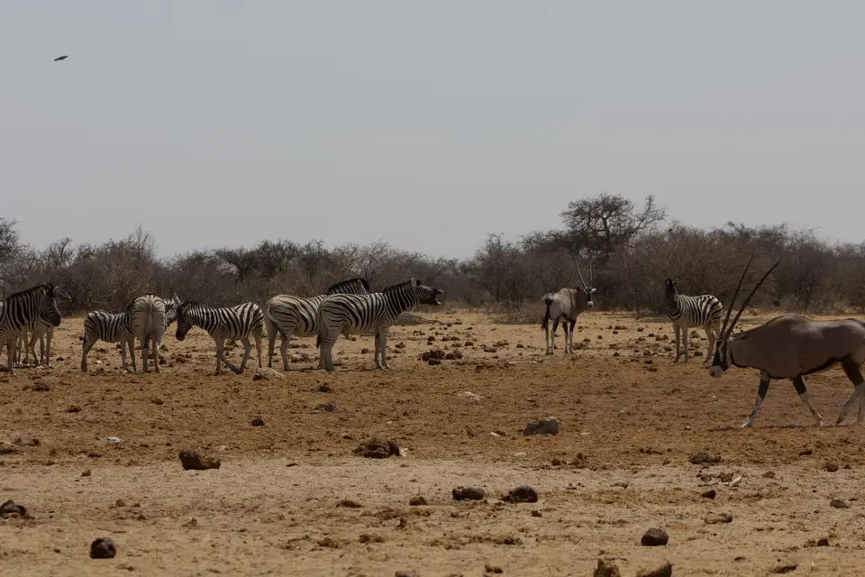 2016-Namibia-0317-2.jpg