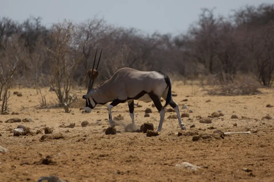 2016-Namibia-0346-2.jpg
