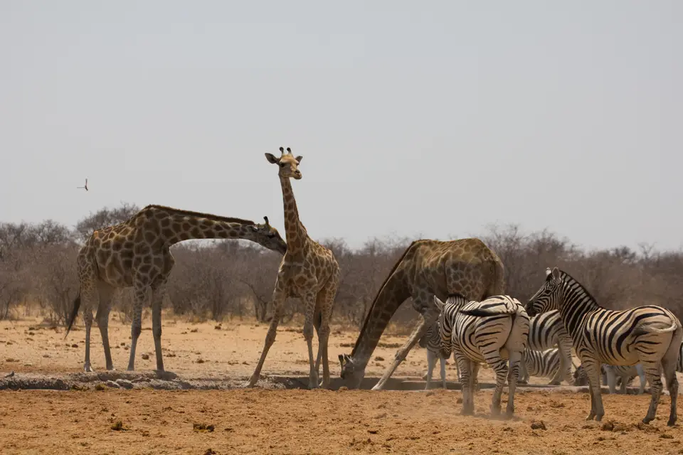 2016-Namibia-0361-2.jpg