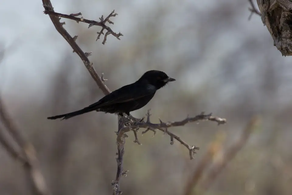 2016-Namibia-0372-2.jpg
