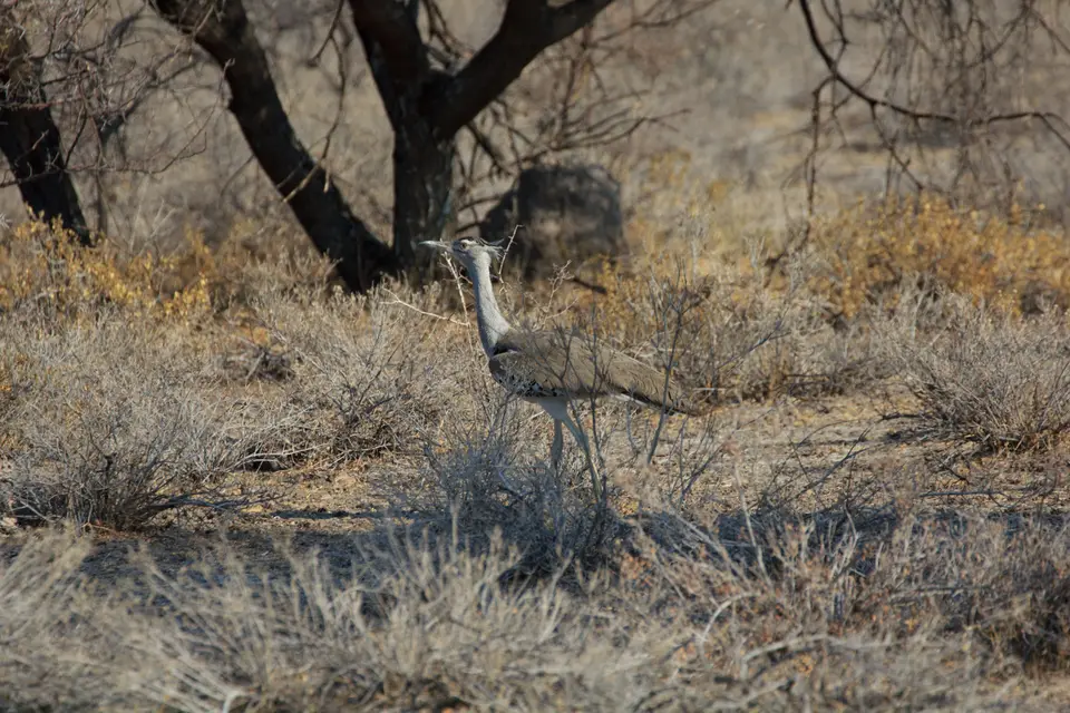 2016-Namibia-0380-2.jpg