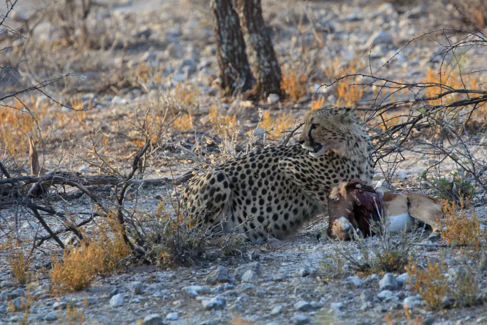 2016-Namibia-0409-2.jpg