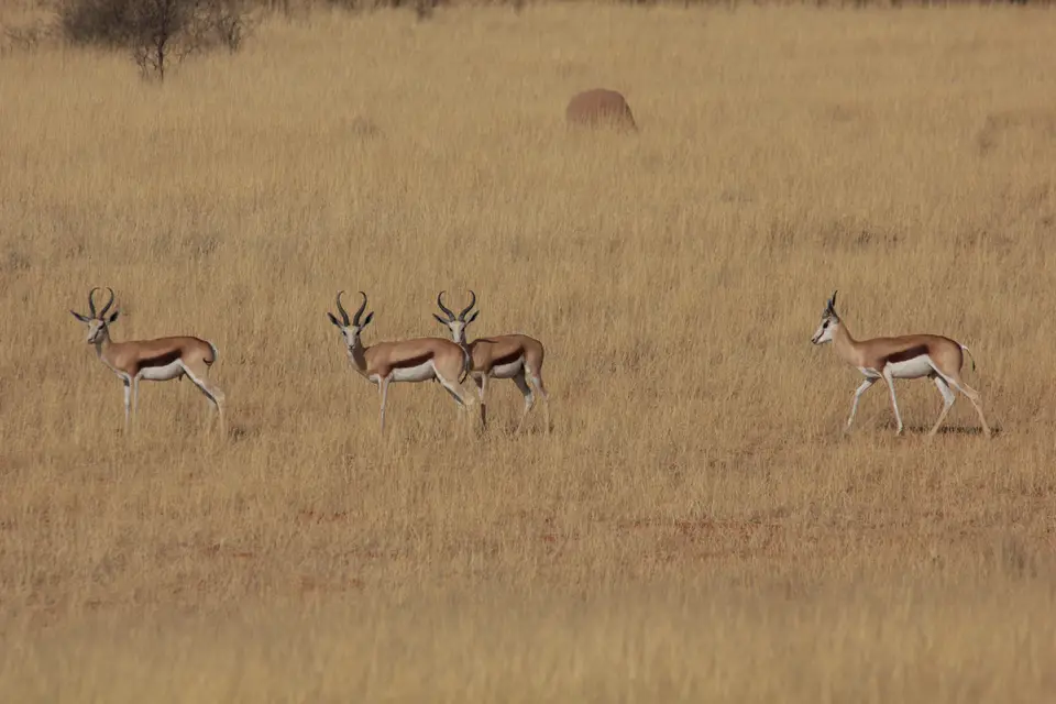 2016-Namibia-8921.jpg