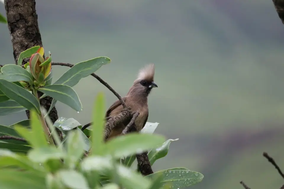 KZN11.jpg(52).jpg