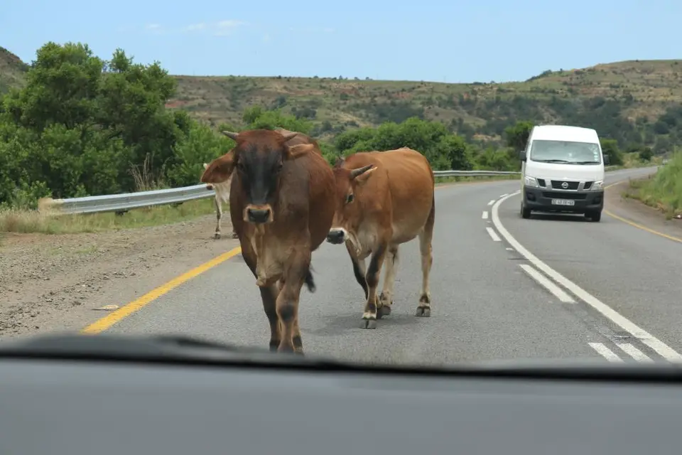 KZN12.jpg(94).jpg