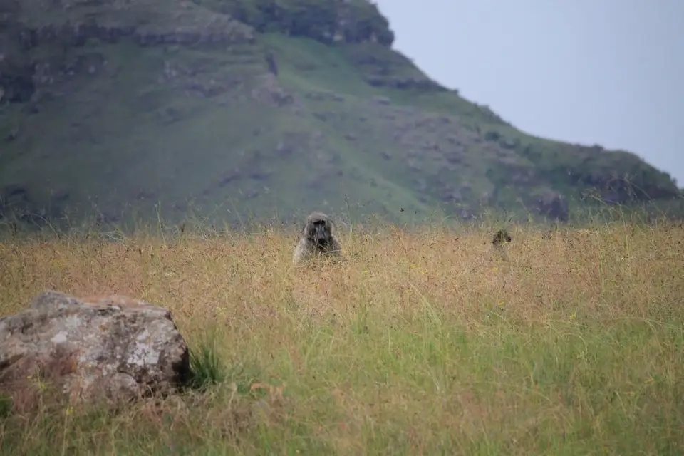 KZN13.jpg(164).jpg