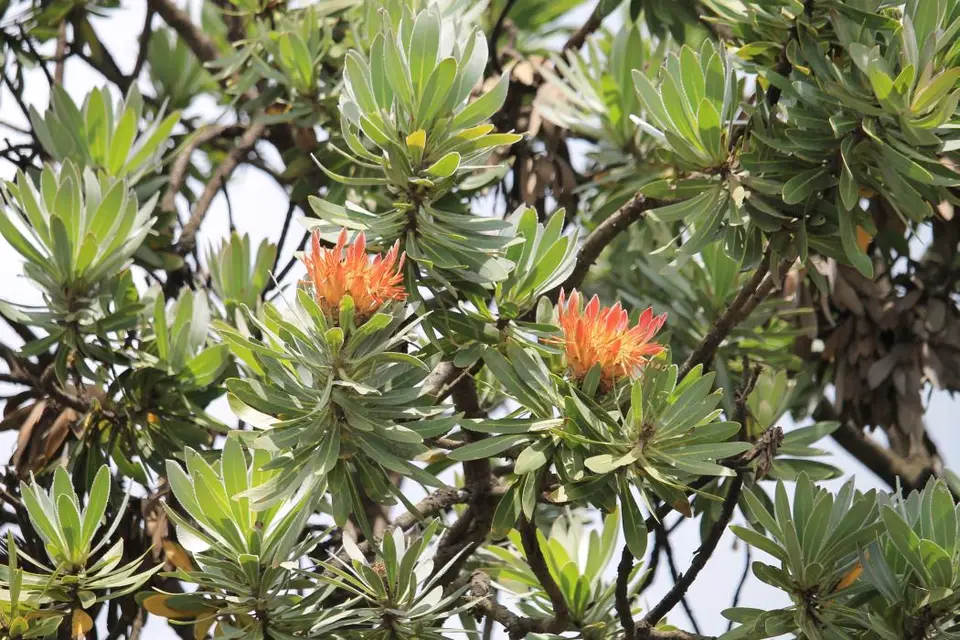 KZN13.jpg(42).jpg