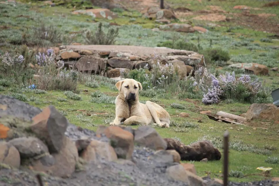 KZN13.jpg(93).jpg