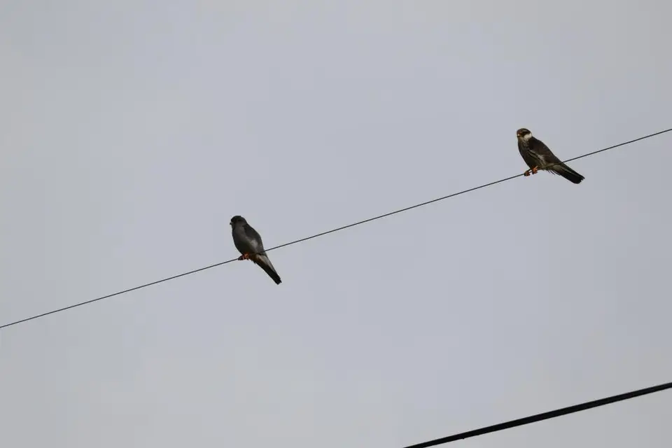 KZN14.jpg(131).jpg