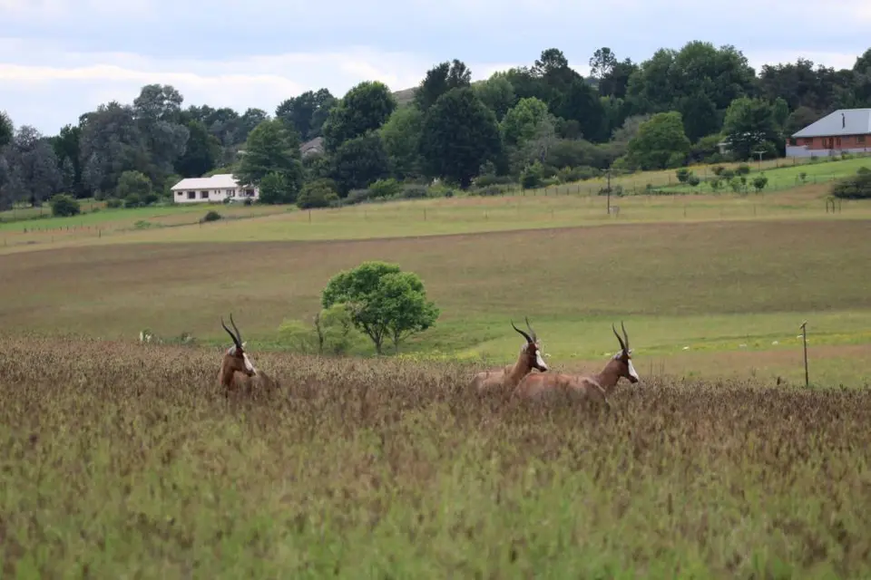 KZN14.jpg(151).jpg