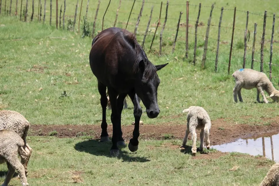 KZN14.jpg(55).jpg