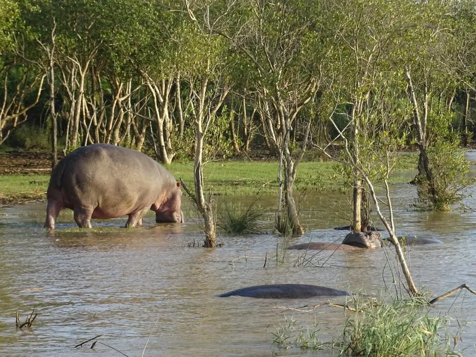 KZN15.jpg(105).jpg