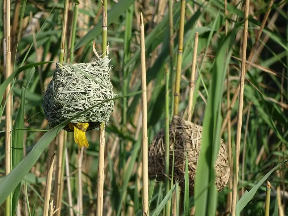 KZN15.jpg(64).jpg