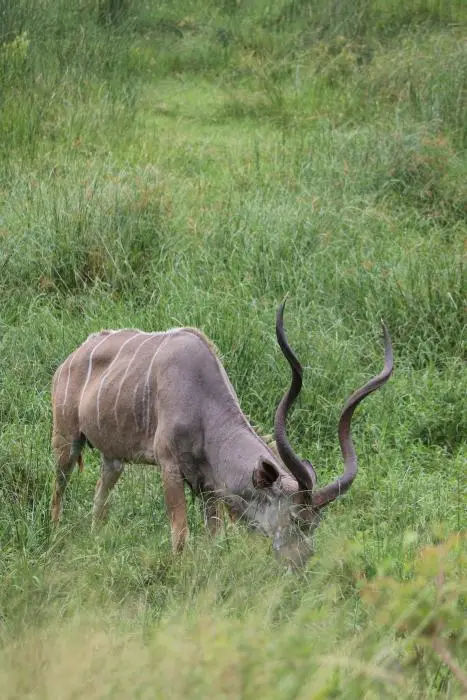 KZN16.jpg(17).jpg