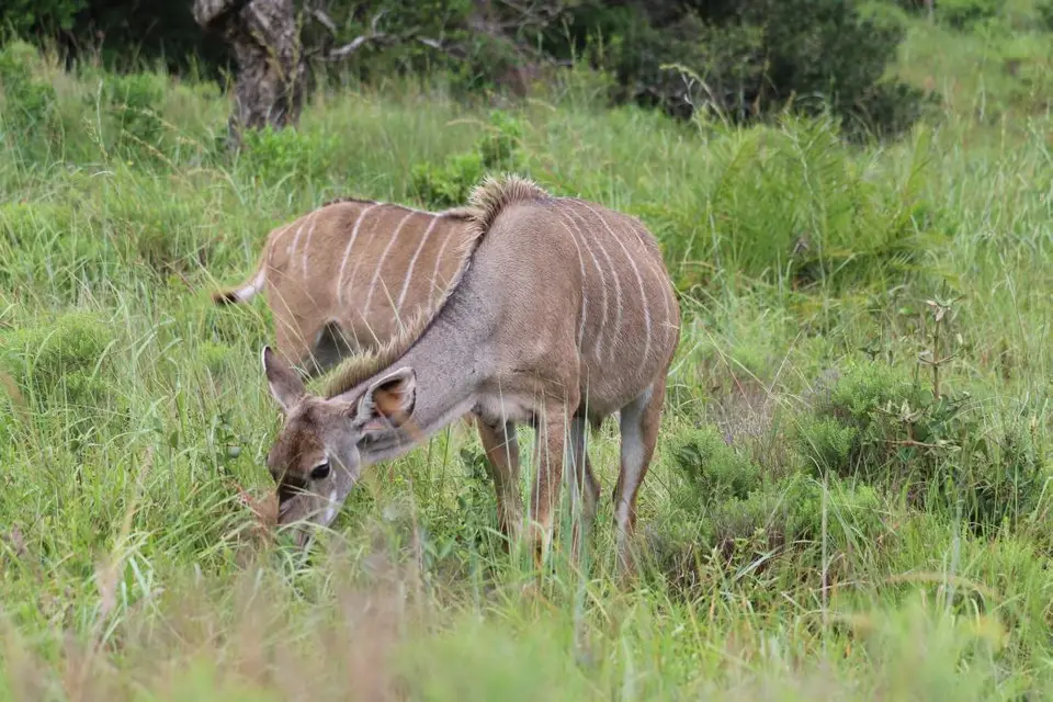 KZN16.jpg(202).jpg