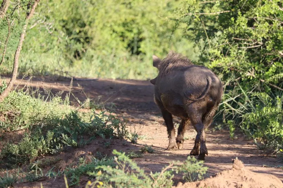 KZN17.jpg(140).jpg