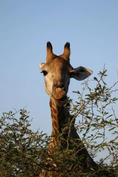KZN17.jpg(172).jpg