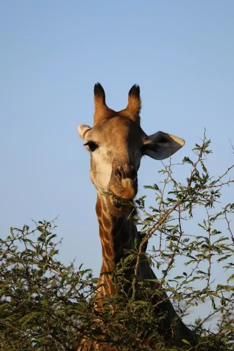 KZN17.jpg(173).jpg
