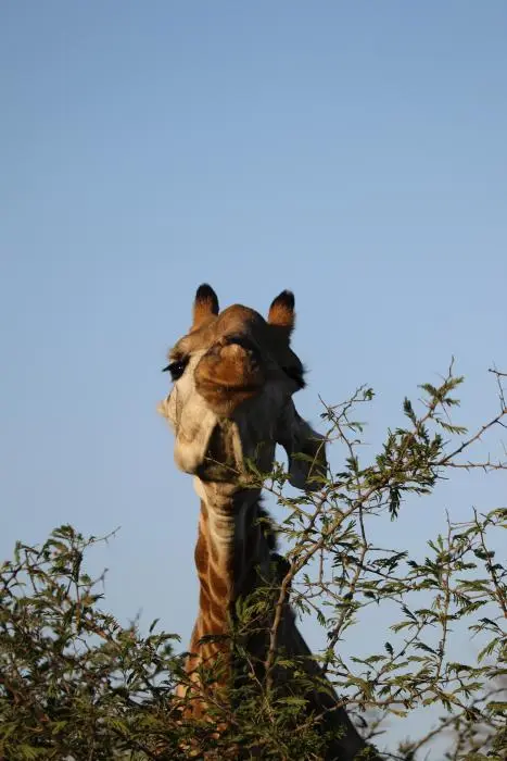 KZN17.jpg(175).jpg
