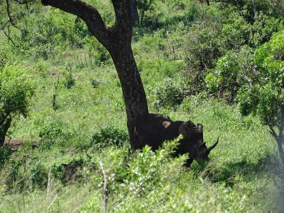 KZN18.jpg(218).jpg