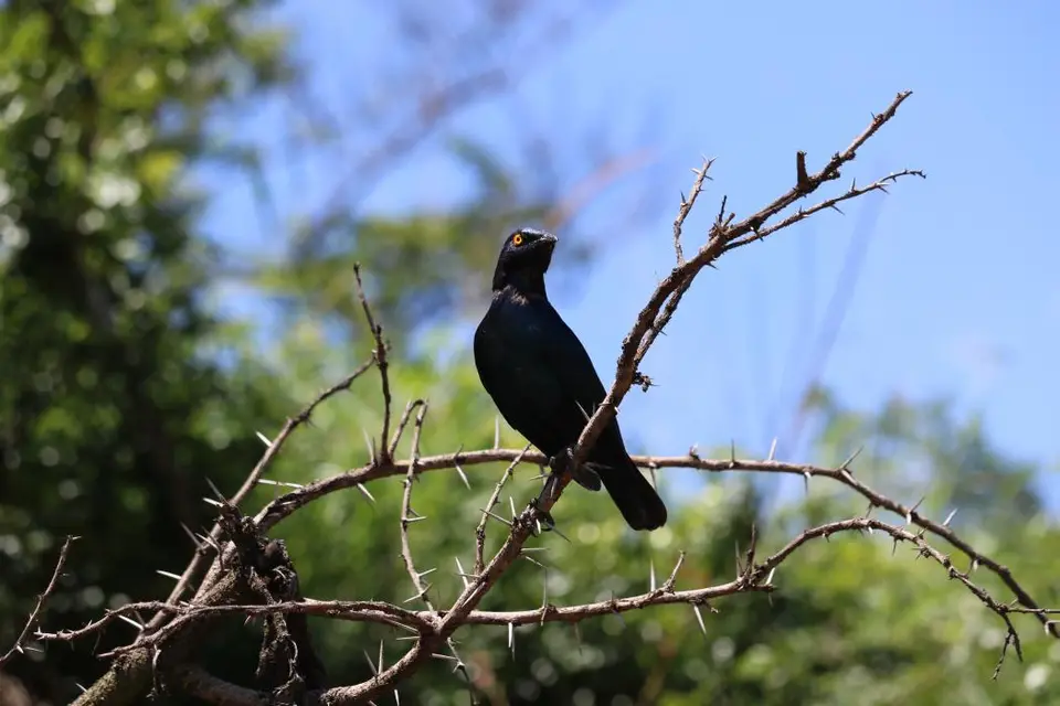 KZN18.jpg(259).jpg