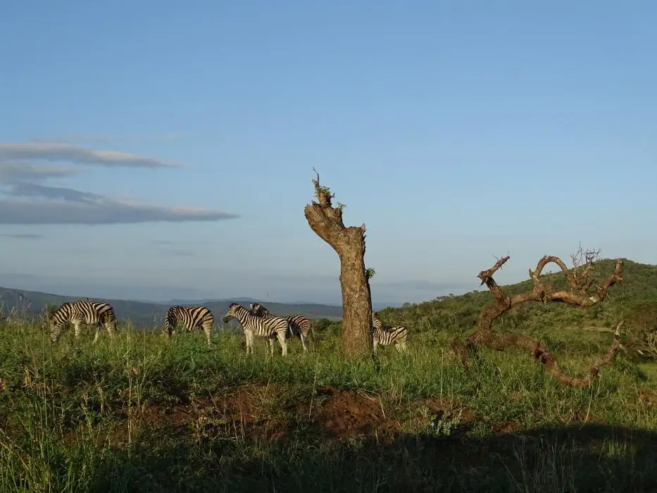 KZN18.jpg(29).jpg