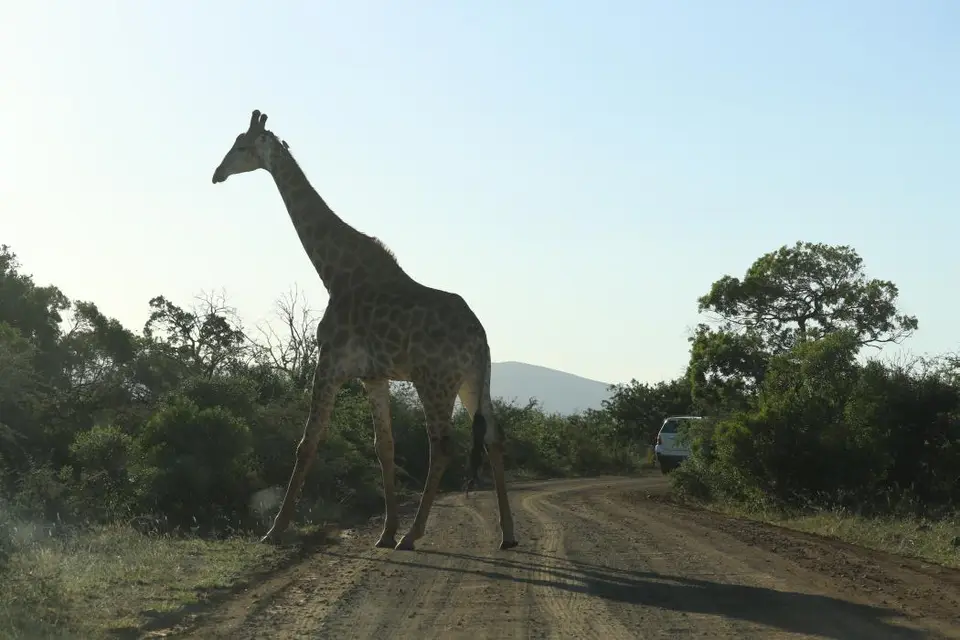KZN18.jpg(359).jpg