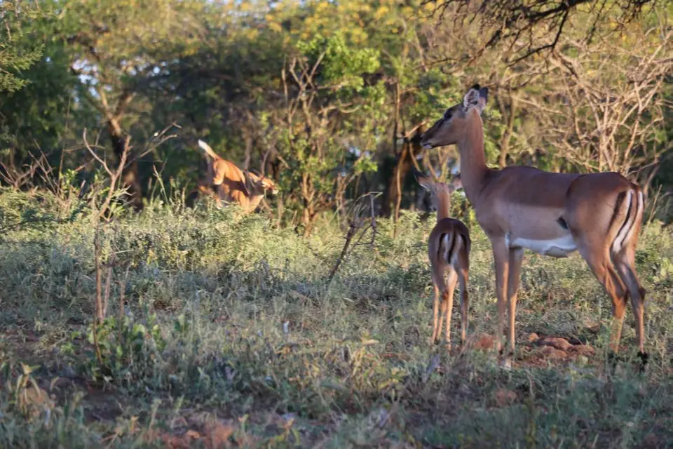 KZN18.jpg(401).jpg