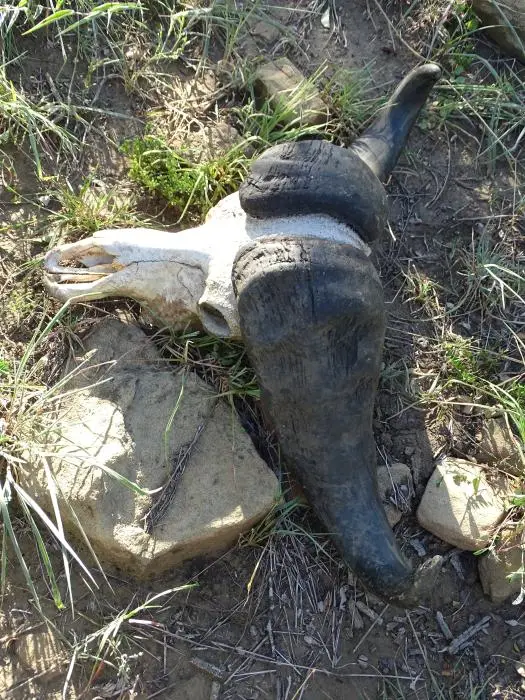 KZN19_.jpg(43).jpg