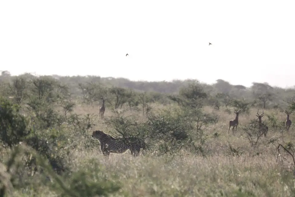 KZN19_.jpg1(104).jpg
