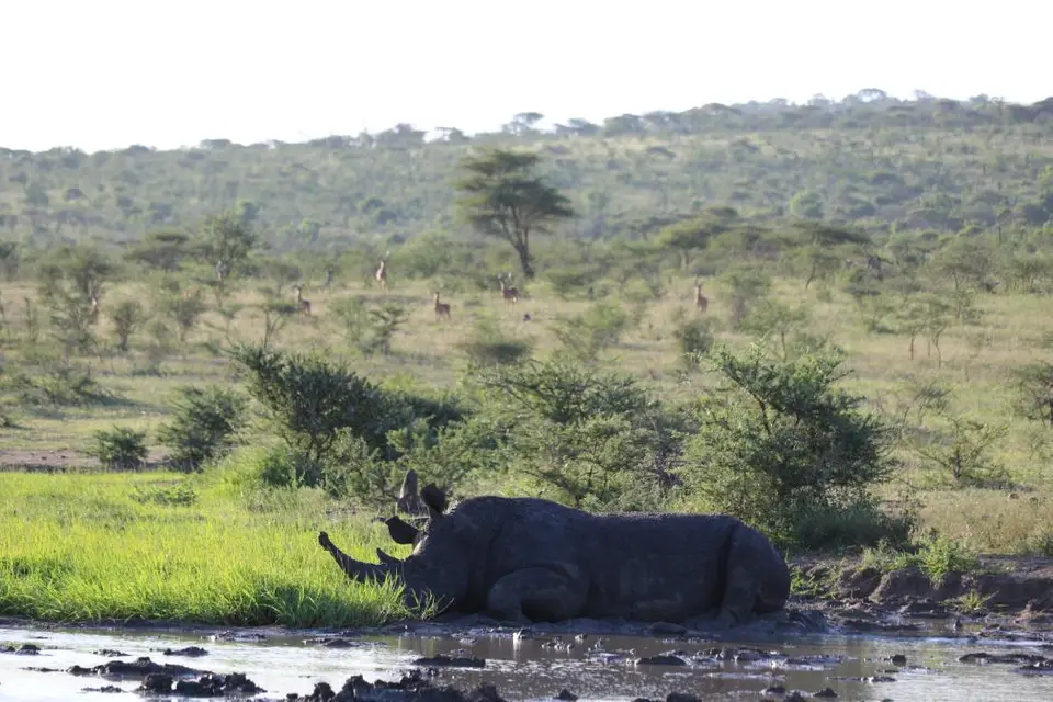 KZN19_.jpg1(108).jpg