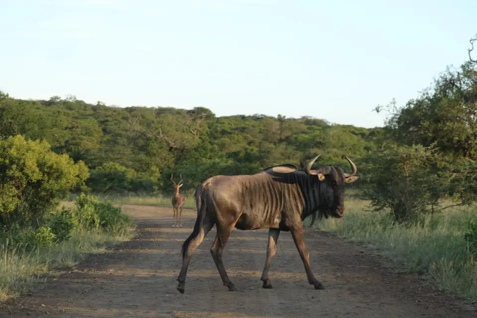 KZN19_.jpg1(122).jpg