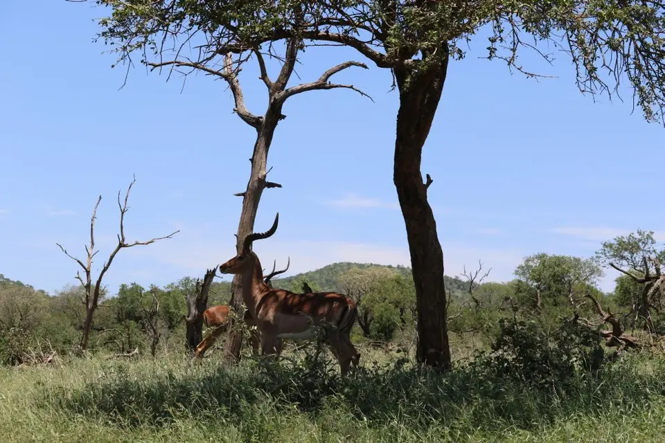 KZN19_.jpg1(23).jpg