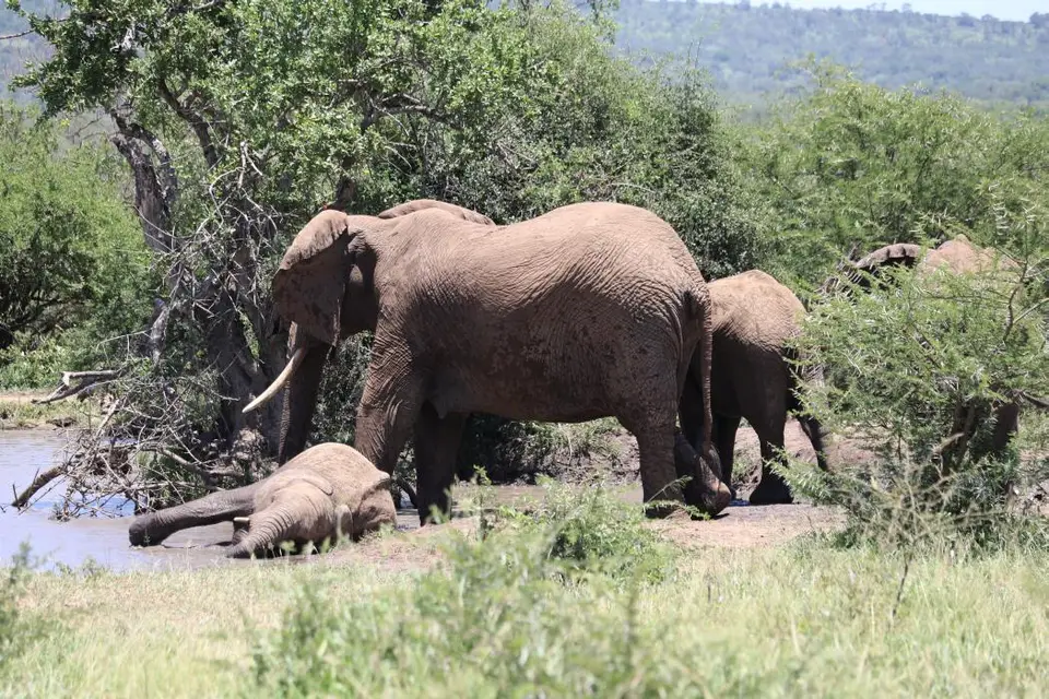 KZN19_.jpg1(41).jpg