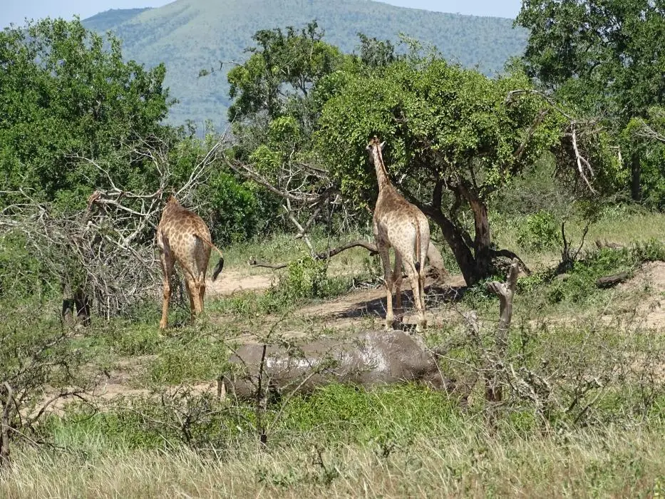 KZN19_.jpg1(5).jpg